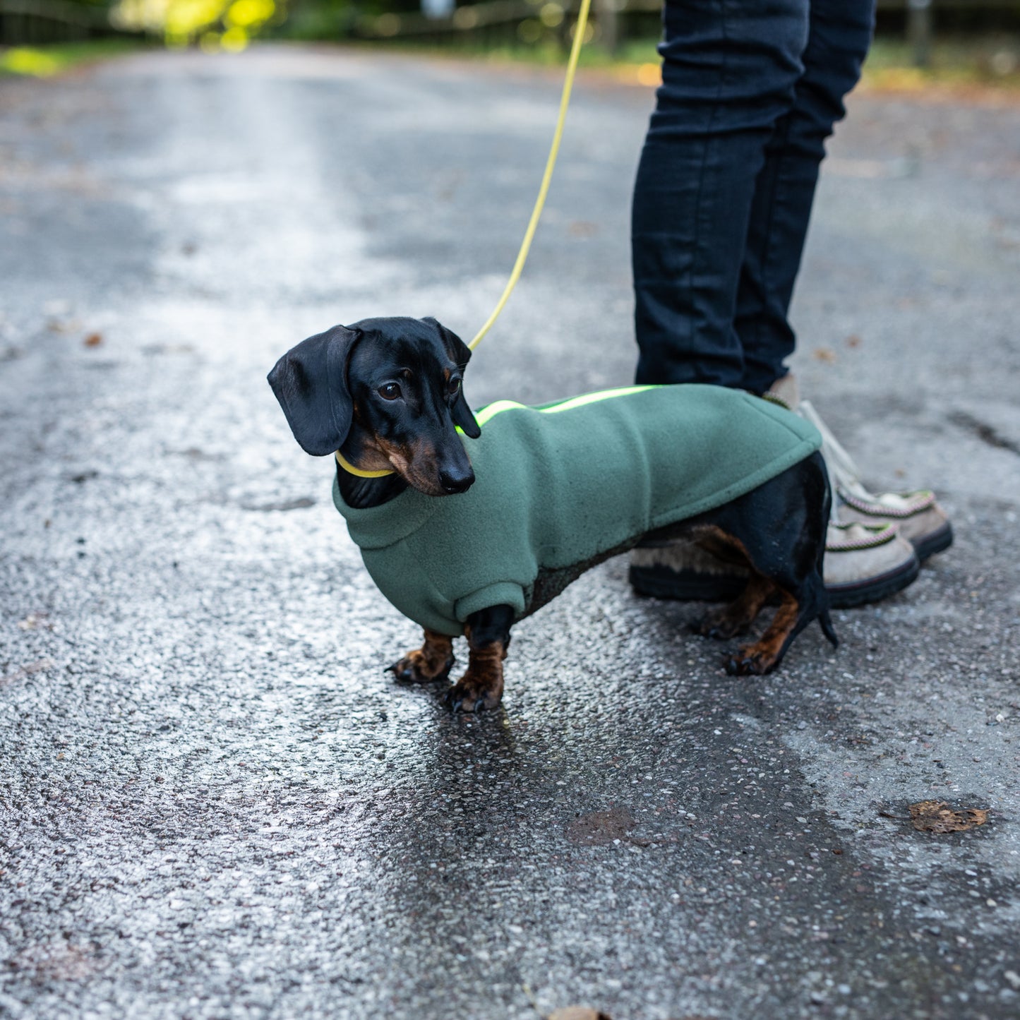 Stix & Co Dachshund Dog Coat Earth Green