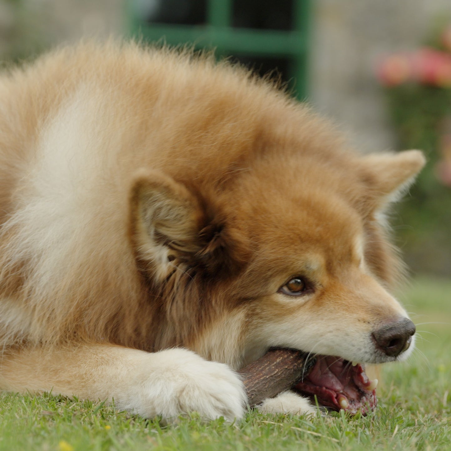 Highland Antler Dog Chew