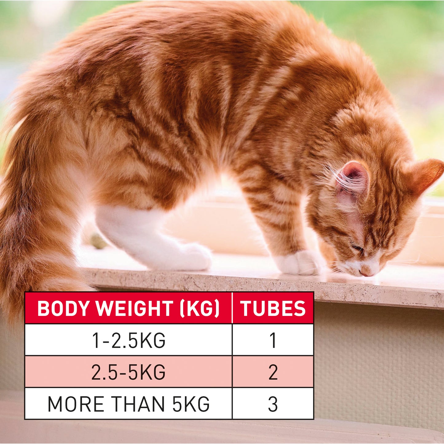 Beaphar WORMclear Worming Spot-On for Cats 2 Pack
