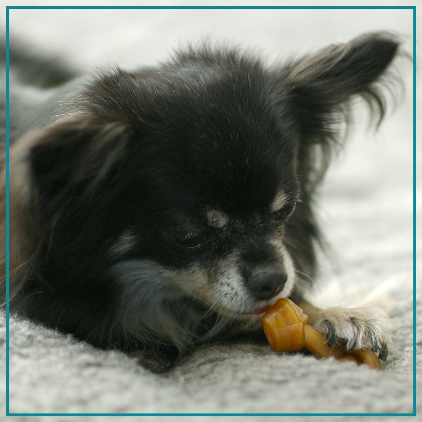 SmartBones Mini Breed Dog Bone Chew Chicken 24 Pack