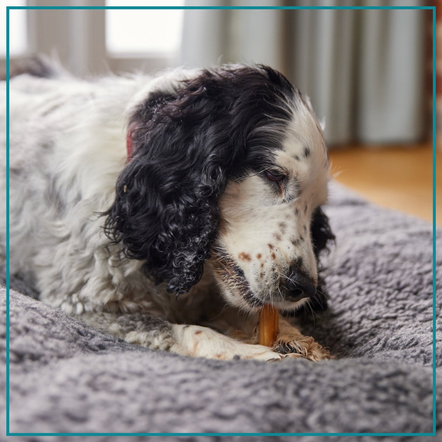 SmartBones Rawhide Alternative Dog Chew Sticks Chicken 10 Pack 198g