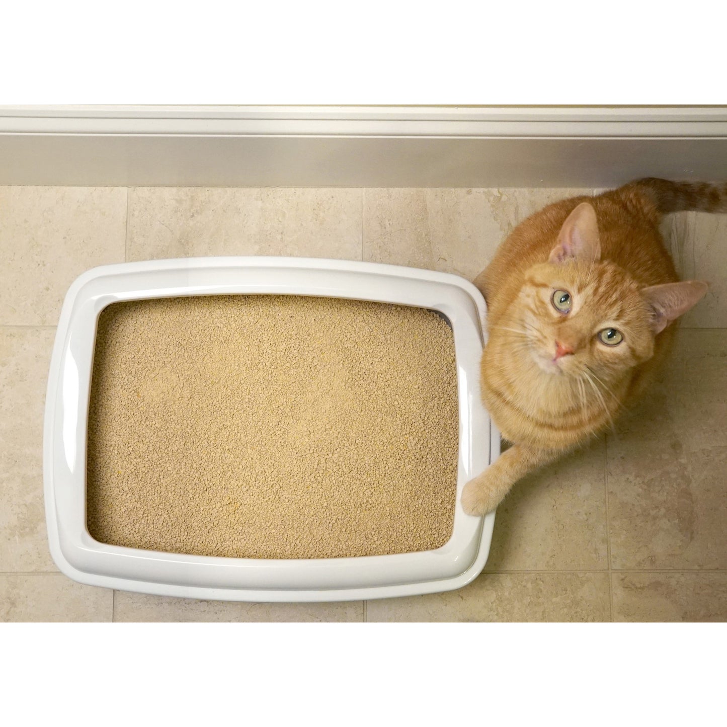 World's Best Quick Clumping Corn Multiple Lavender Cat Litter 12.7kg