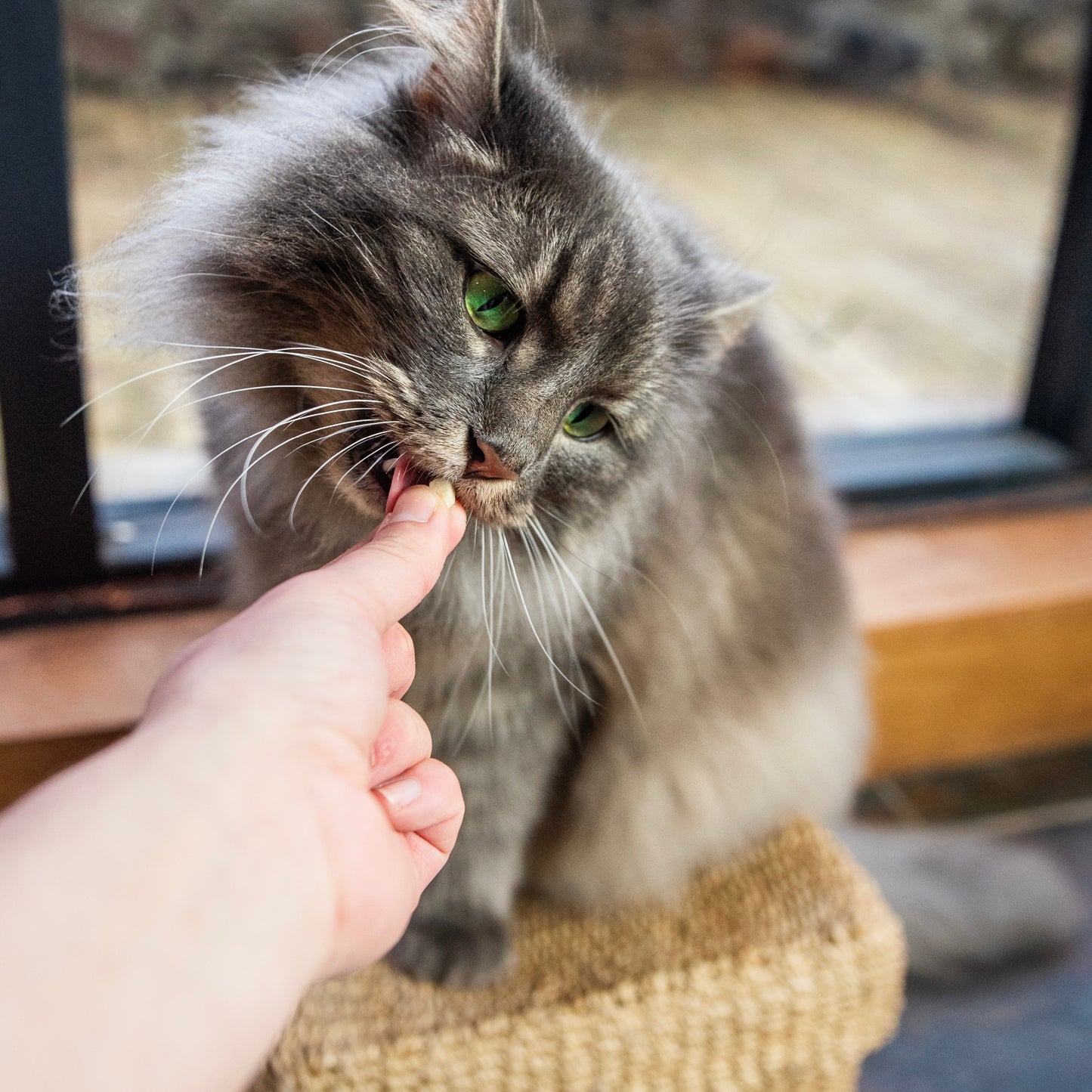 HiLIfe Tasty Chicken Cat Treats