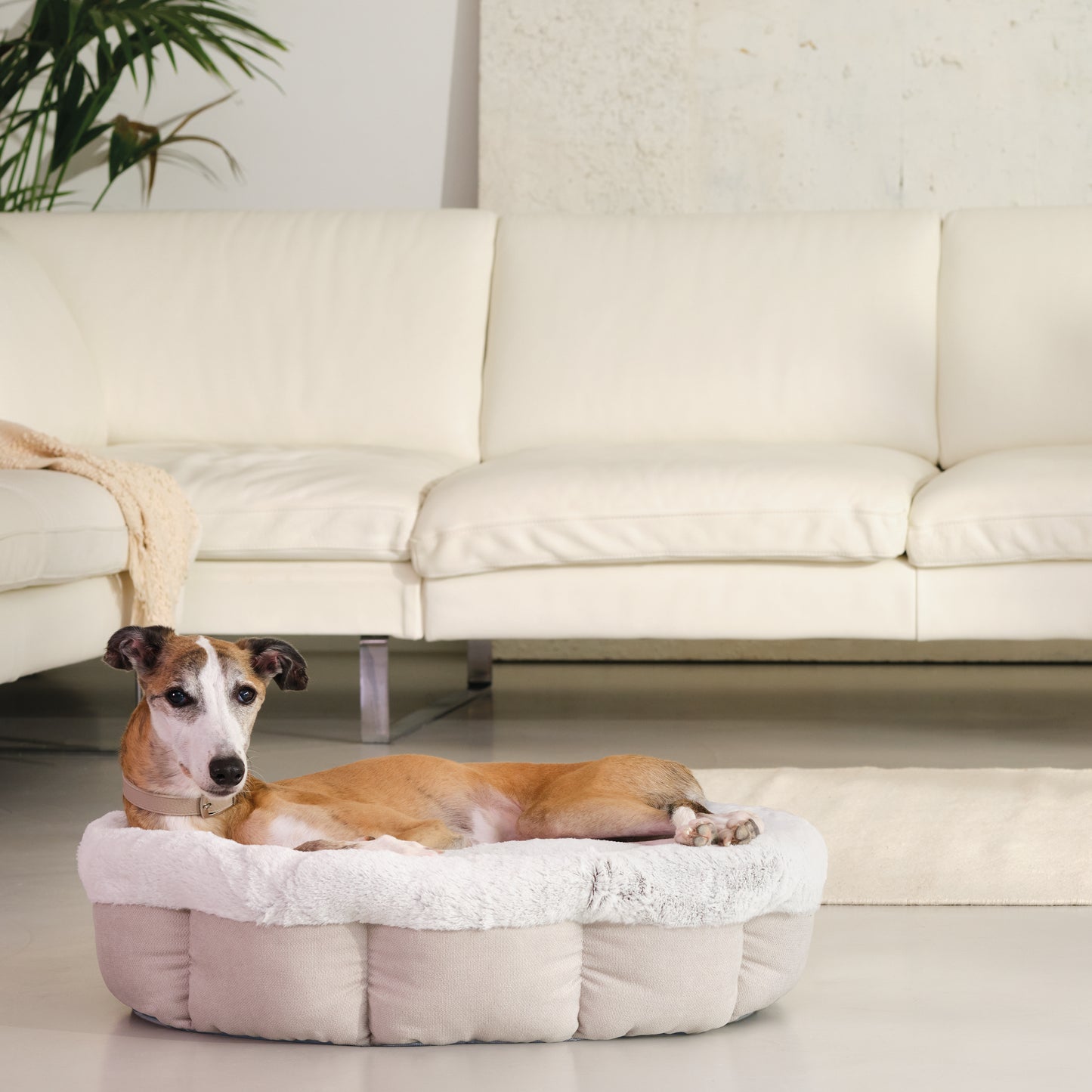 Noble Memory Foam Scalloped Donut Dog Bed Biscuit