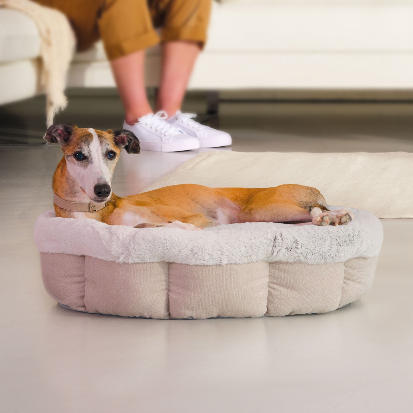 Noble Memory Foam Scalloped Donut Dog Bed Biscuit