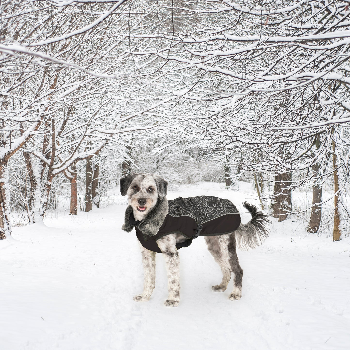 Dog Gone Smart Aspen Black & Meteor Reflective Splash Dog Coat