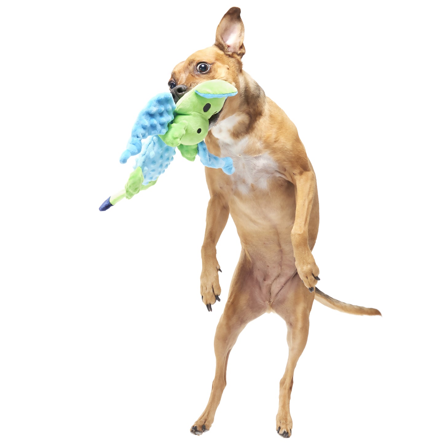 BARK Humbert The Dragon Plush Squeaky Dog Toy