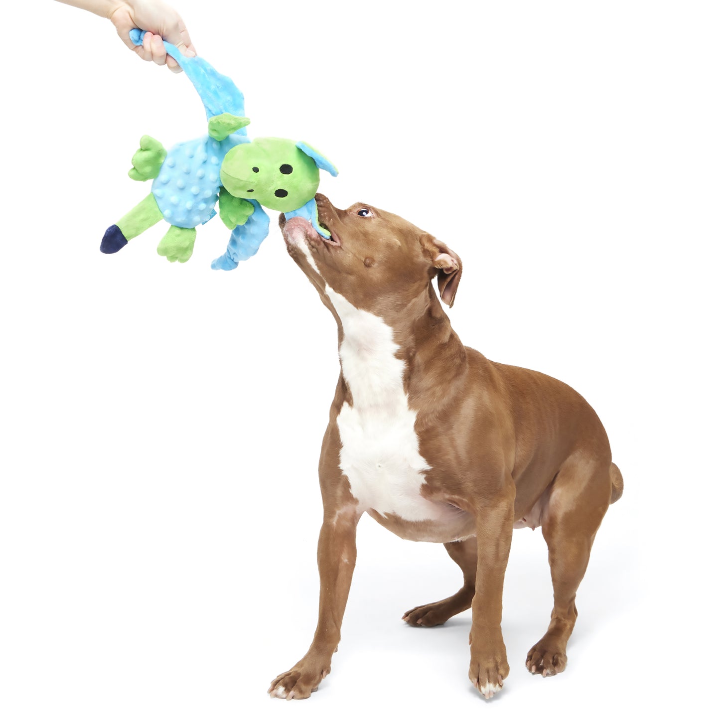 BARK Humbert The Dragon Plush Squeaky Dog Toy