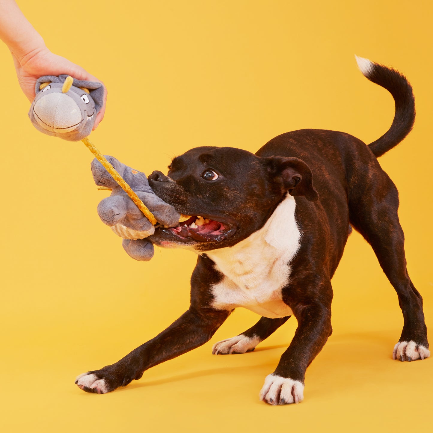 BARK Herbert the Herbivore Rope Squeaky Dog Toy