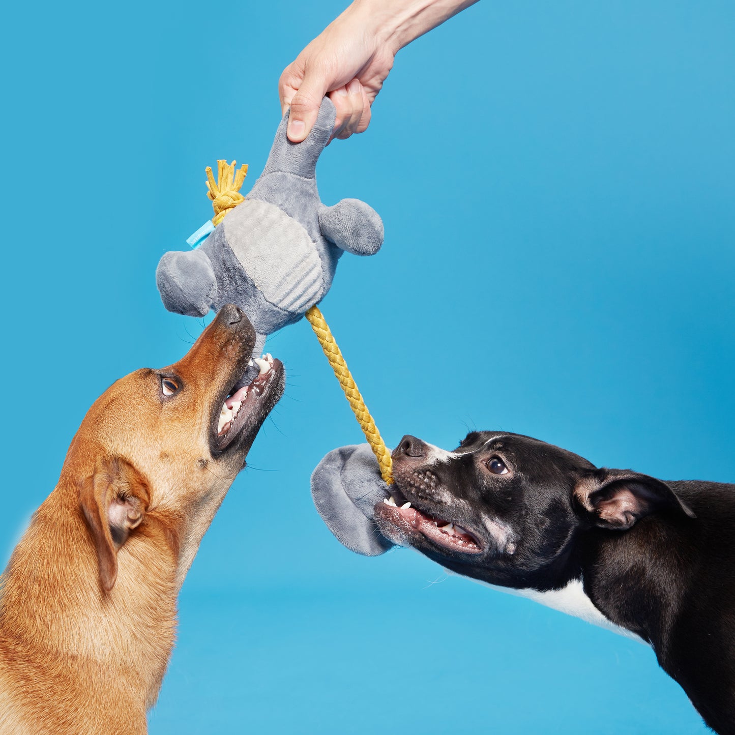 BARK Herbert the Herbivore Rope Squeaky Dog Toy