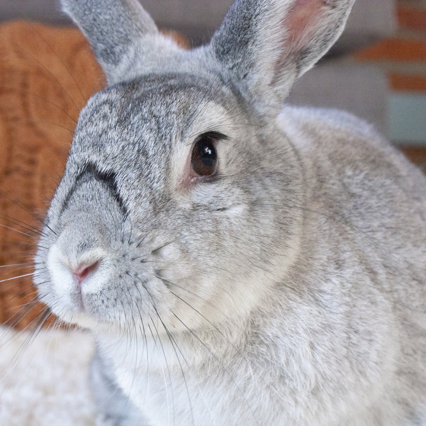 Oxbow Loco Ball Small Animal Chew Toy