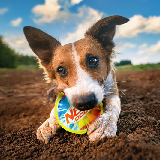 Nerf Colour Blast Squeak TPR Ball Dog Toy