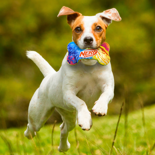 Nerf Colour Blast Squeak Bone TPR Dog Toy