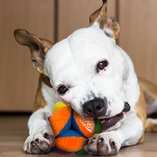 Nerf Mash Up Plush Ball with Treat Pockets Squeaky Dog Toy Multicolour