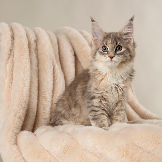Scruffs Aspen Pet Blanket Cream