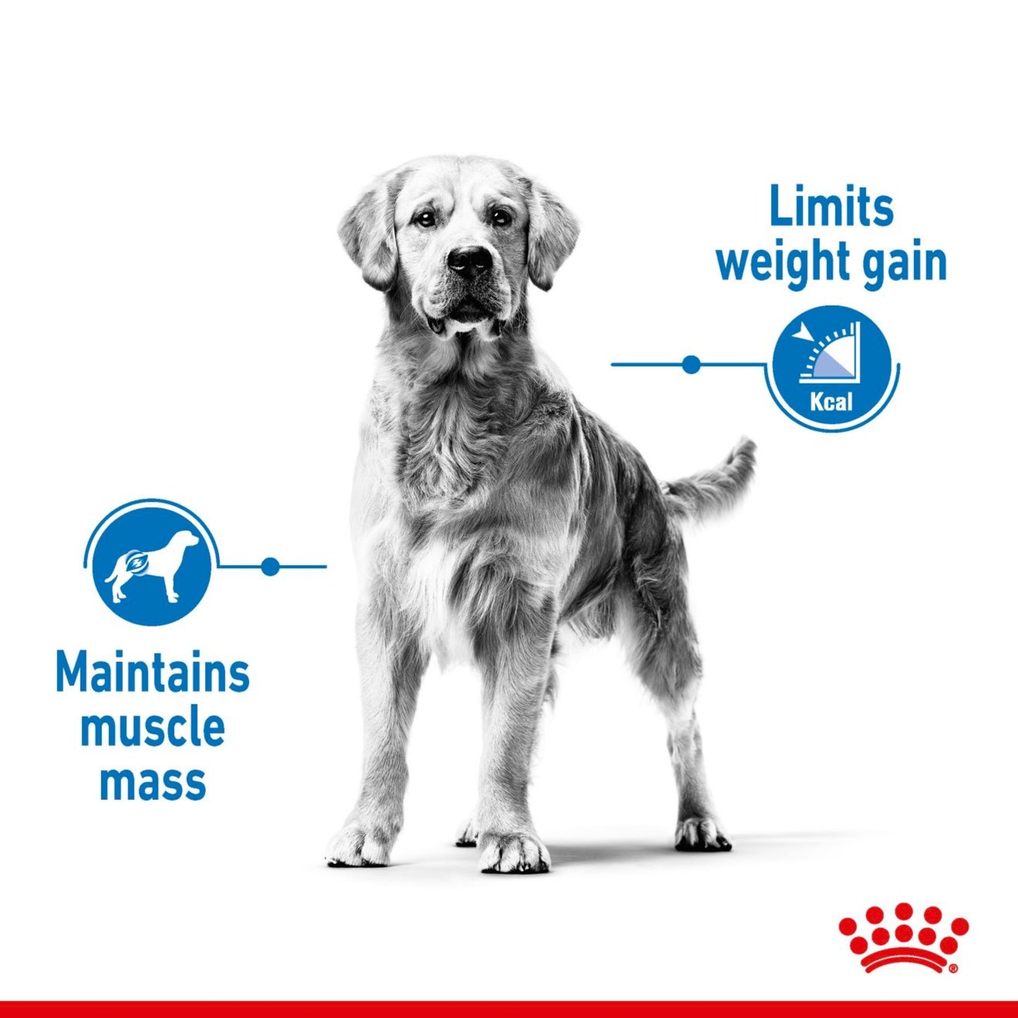 Royal Canin Maxi Light Weight Care Large Breed Adult Dry Dog Food 12kg
