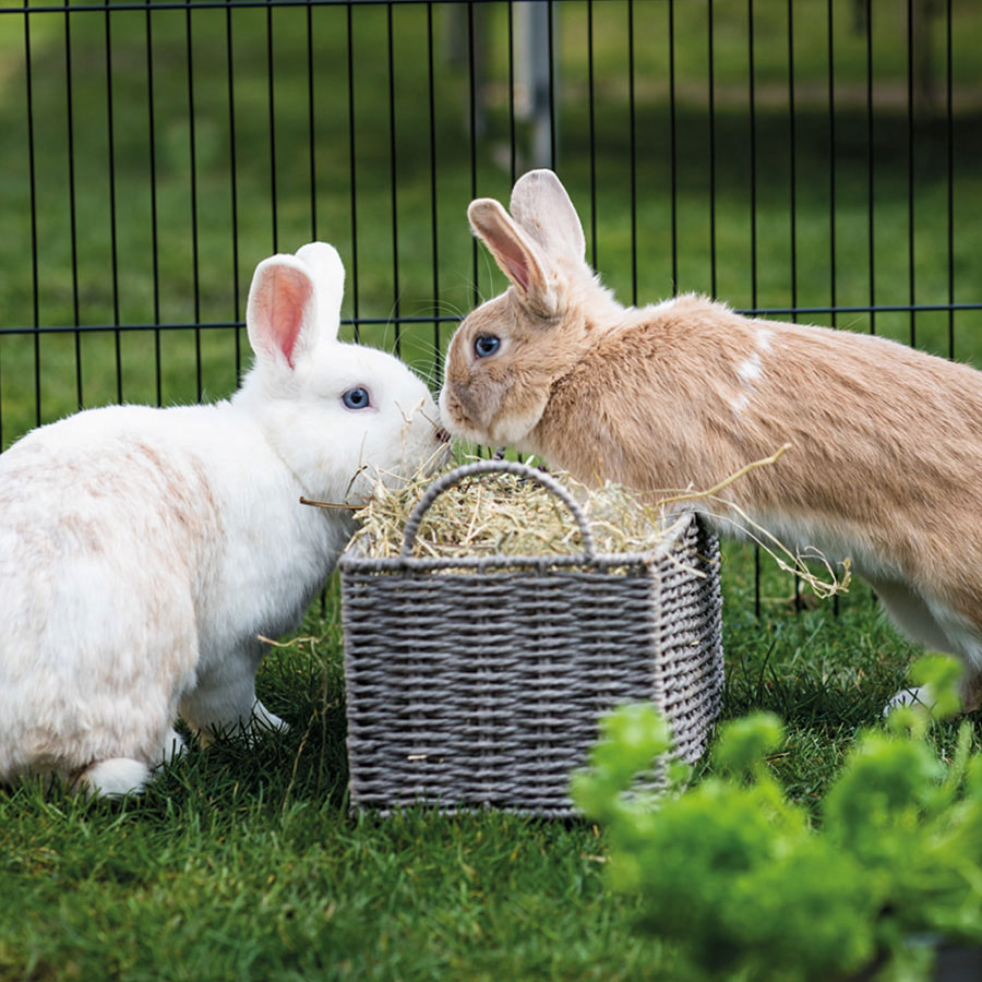 Burgess Excel Timothy Feeding Hay Dandelion & Marigold 1kg