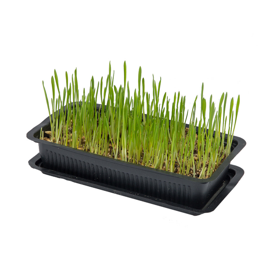 Vitakraft Cat Grass