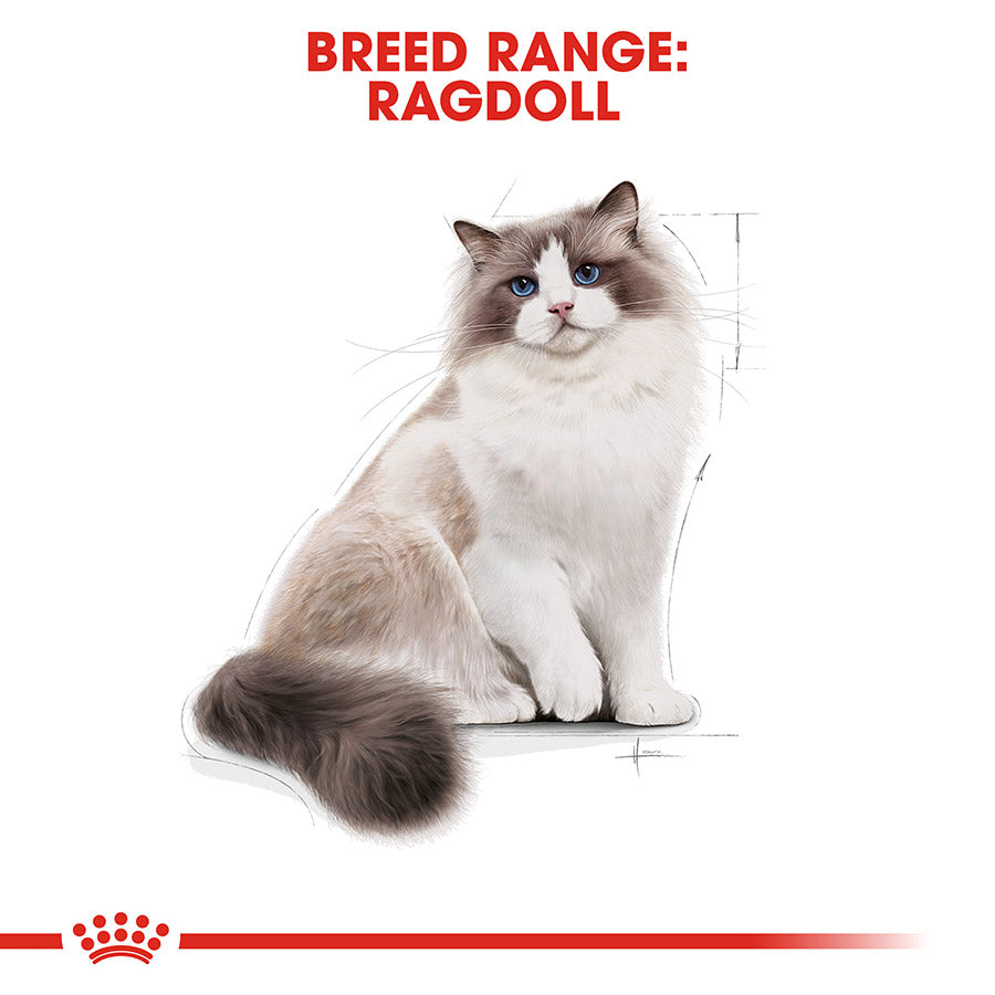Royal Canin Breed Ragdoll Adult Dry Cat Food 10kg