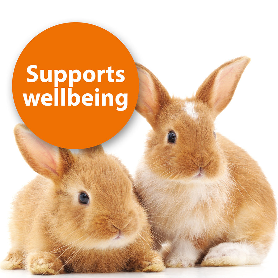 Quiko Fitness Foodball Small Animal Treat Carrot 100g