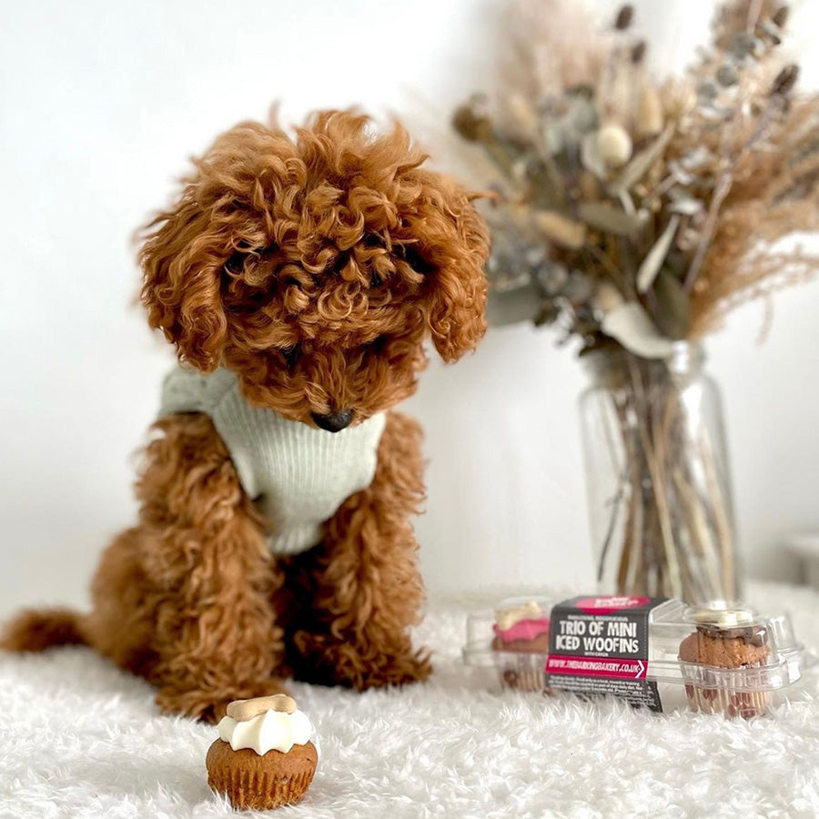 The Barking Bakery Mini Iced Trios For Dogs