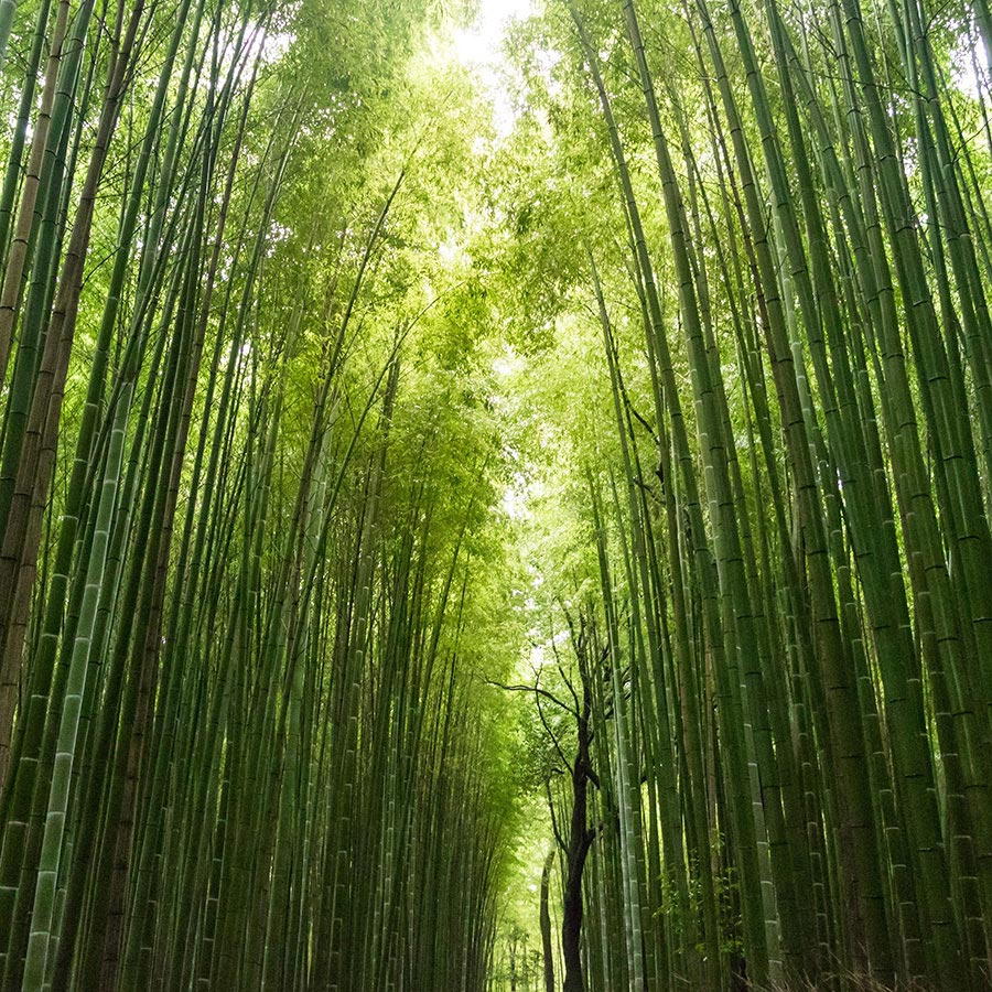 Beco Cat Litter Scoop