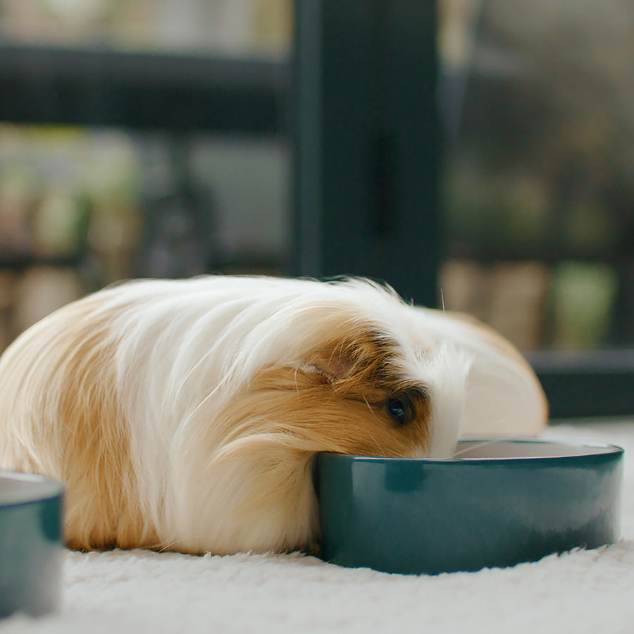 Science Selective Balanced Guinea Pig Food 4kg