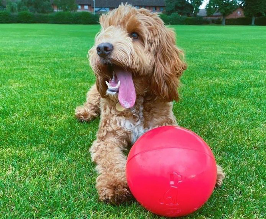 Company of Animals Boomer Ball Dog Toy 15cm