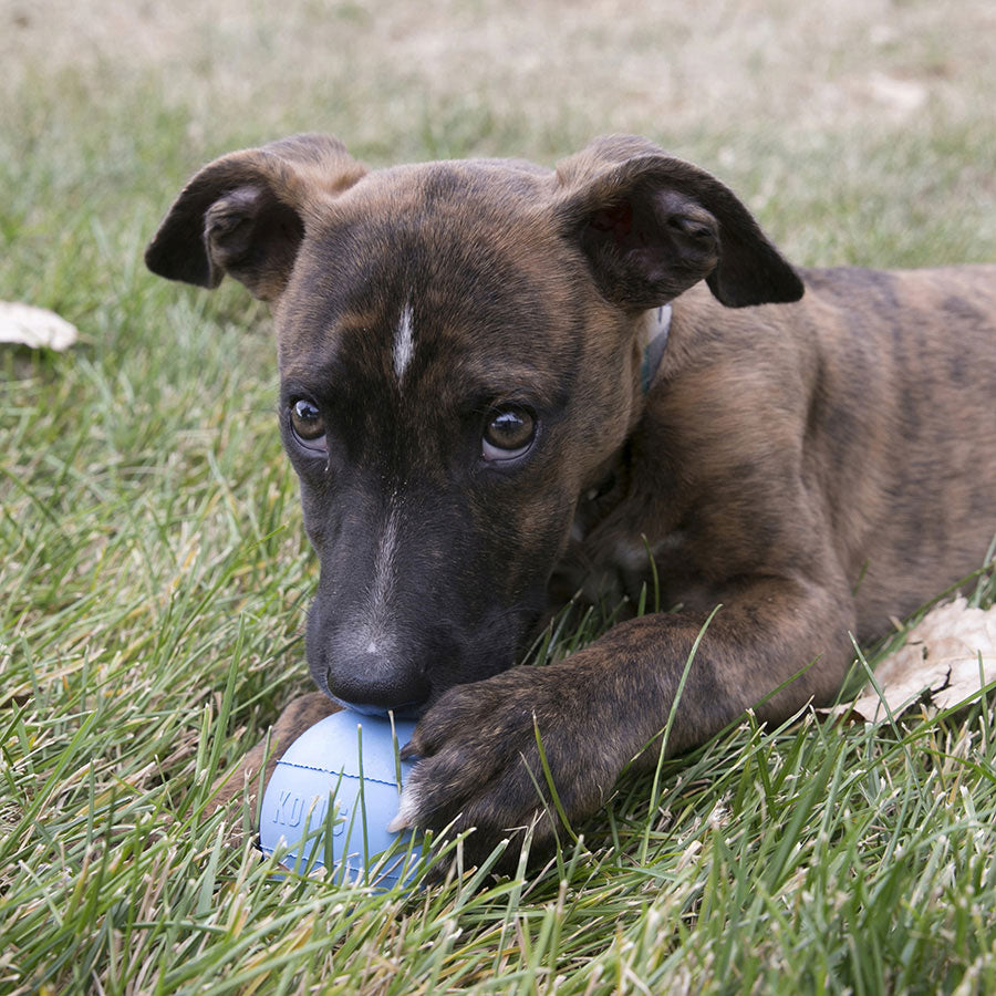 Kong Puppy Ball with Hole Dog Toy Small