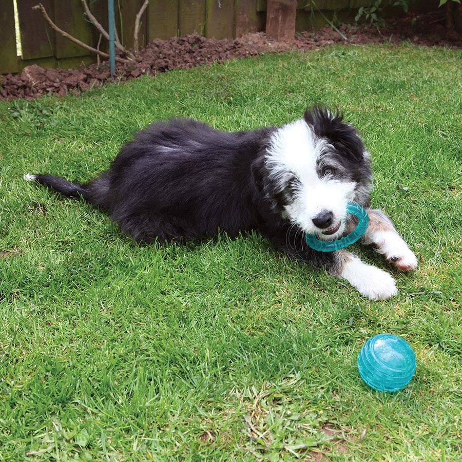 Rosewood BioSafe Puppy Ball Blue