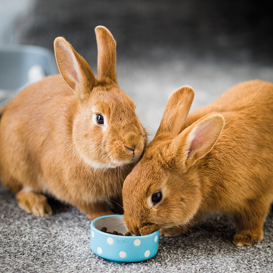 Burgess Excel Indoor Rabbit Nuggets 1.5kg