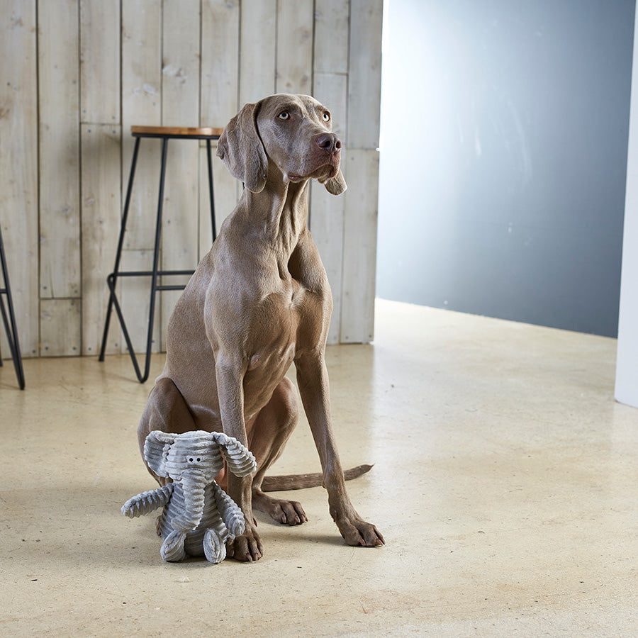 Pets at Home Cord Elephant Squeaky Dog Toy