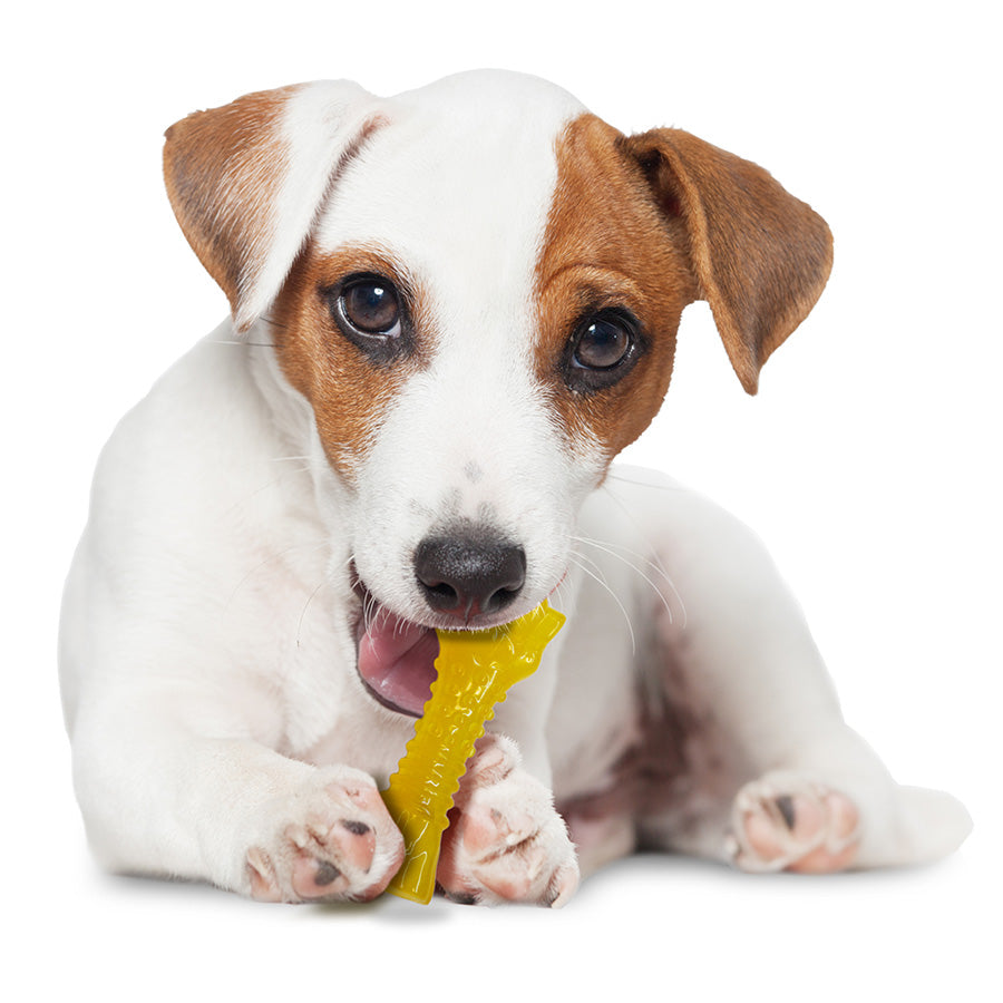 Nylabone Puppy Chill & Chew Toy Small