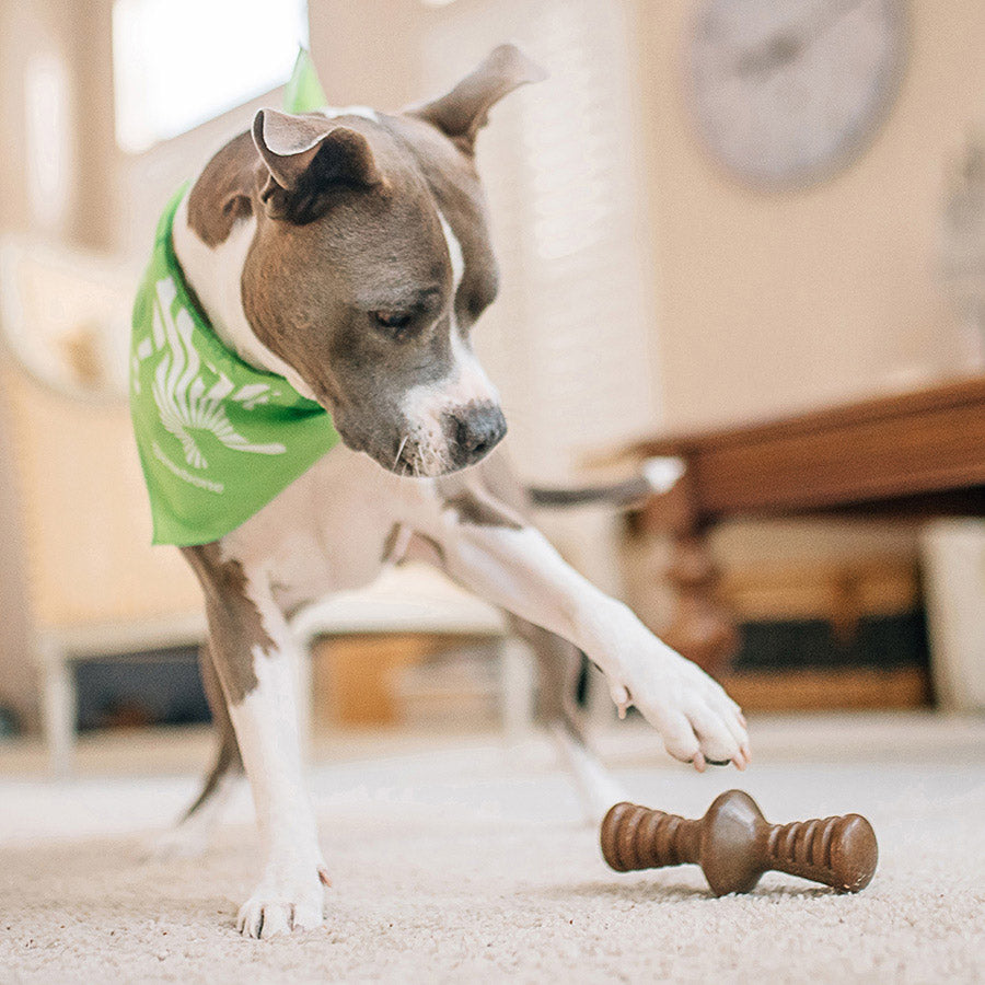 Benebone Zaggler Dog Chew Toy Bacon