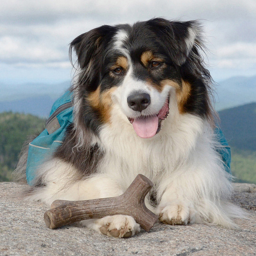 Benebone Maplestick Dog Chew Toy