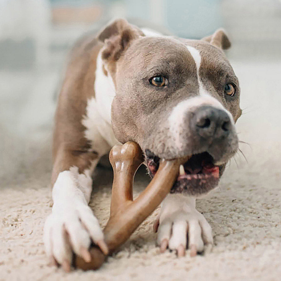 Benebone Wishbone Dog Chew Toy Bacon