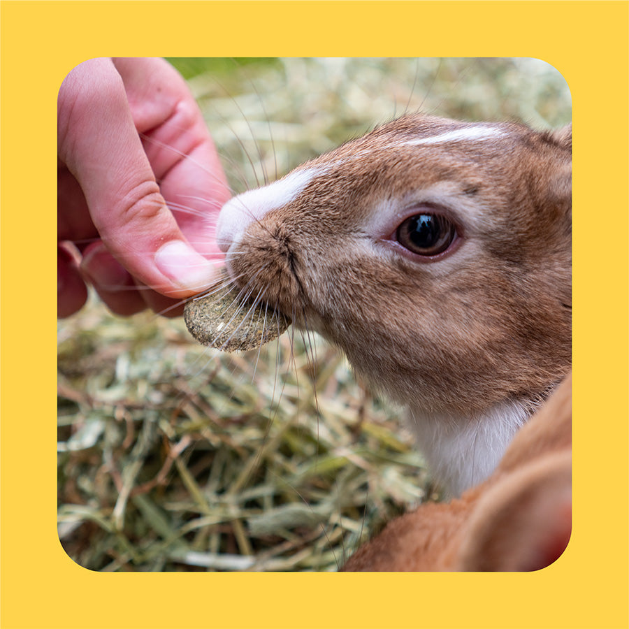 Burgess Excel Small Animal Treats Forage & Feast Hay Bar Marigold 60g
