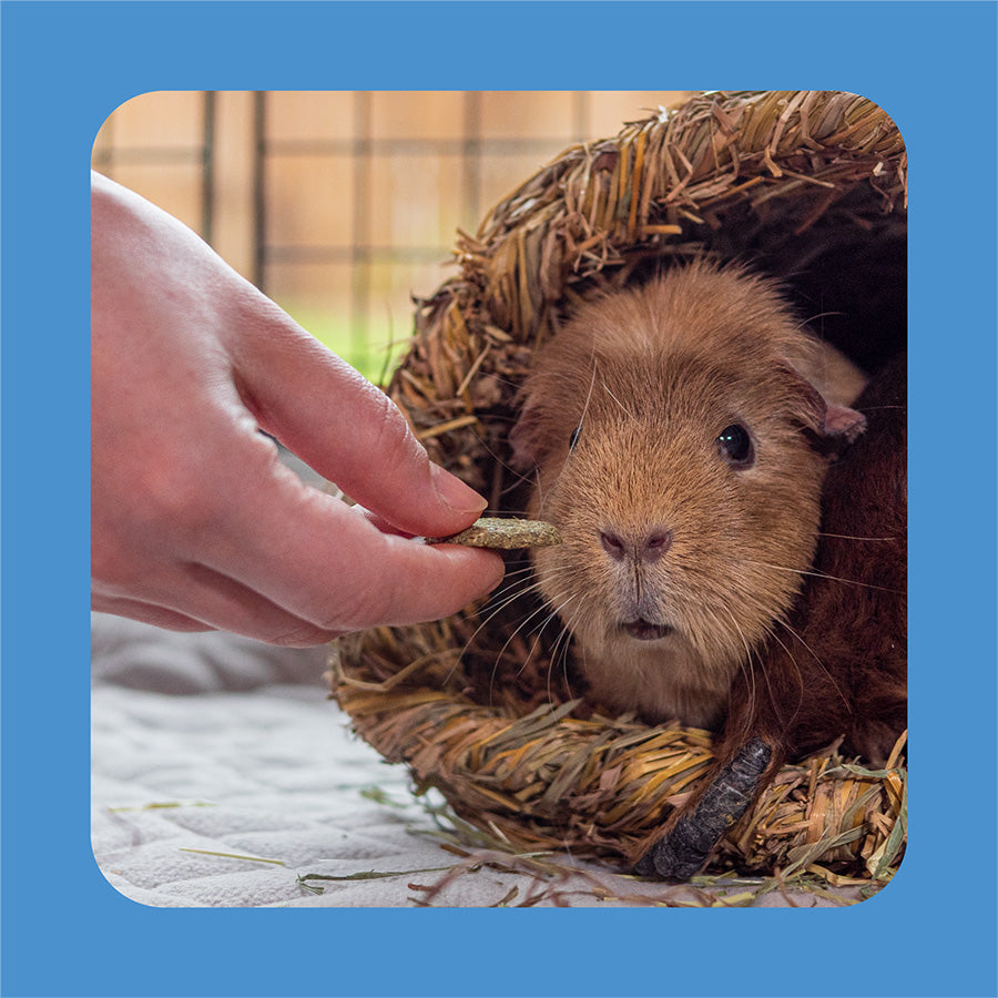 Burgess Excel Small Animal Treats Forage & Feast Hay Bar Cornflower 60g