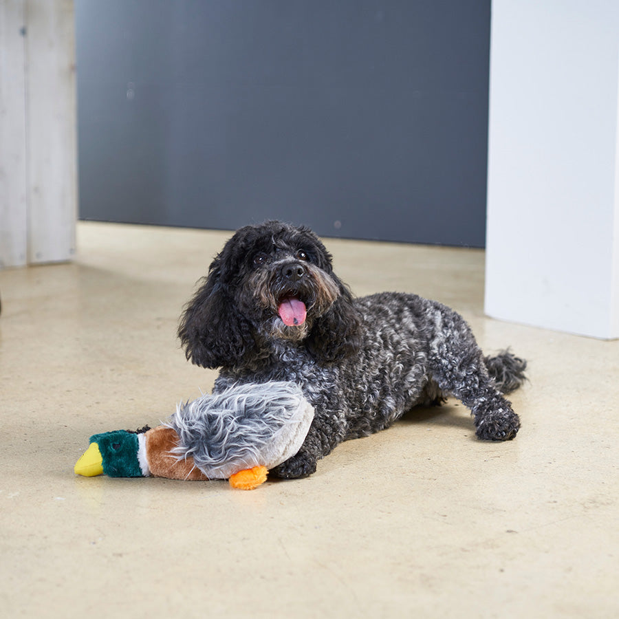 Pets at Home Honking Duck Dog Toy