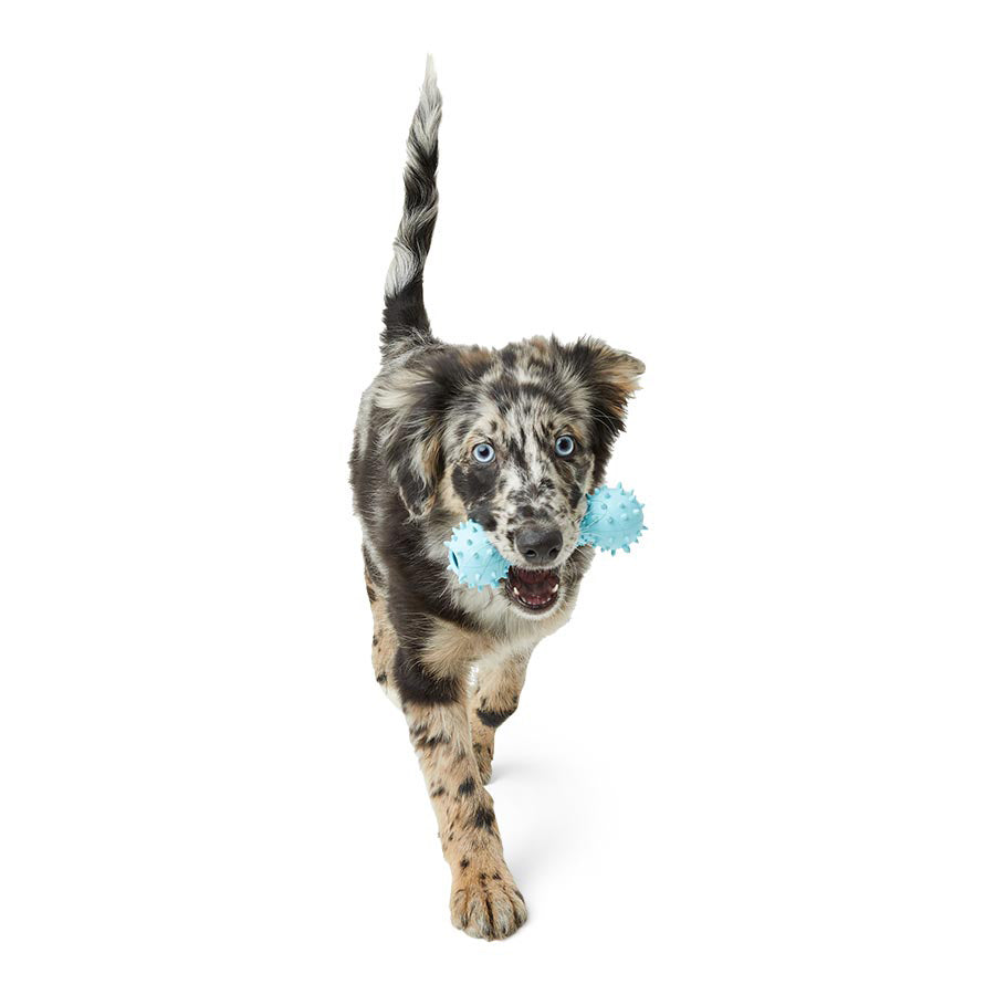 Just For Puppy Rubber Toys 3 Pack