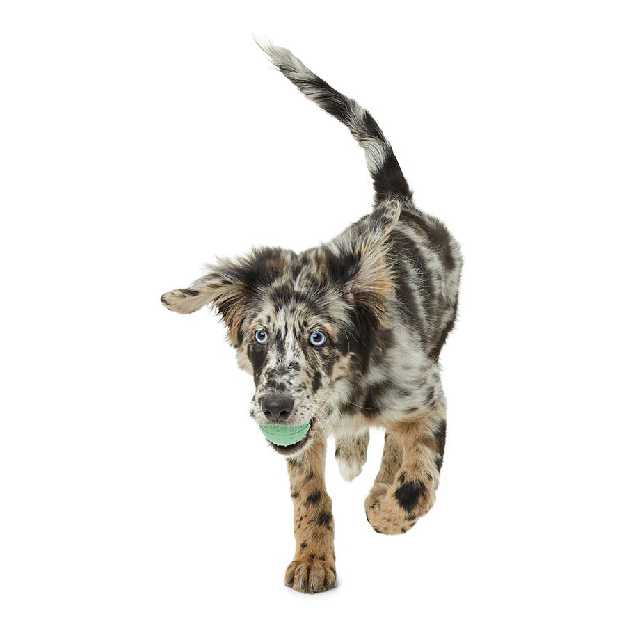 Just For Puppy Rubber Toys 3 Pack