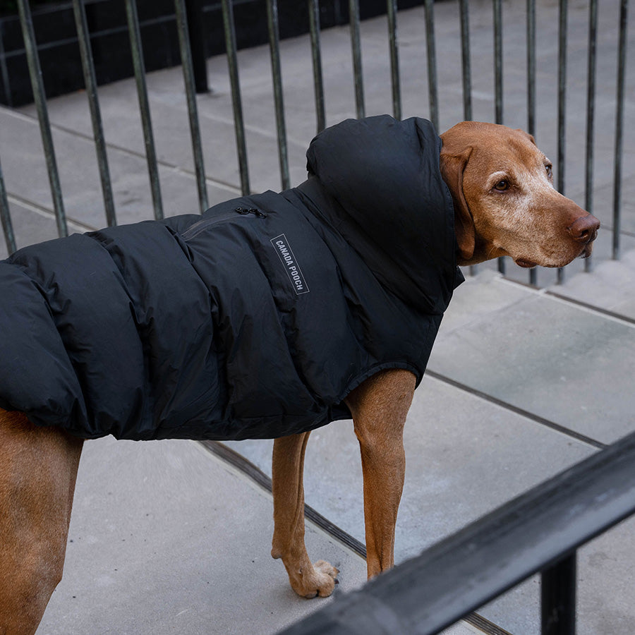 Canada Pooch Waterproof Puffer Dog Jacket Black X Small
