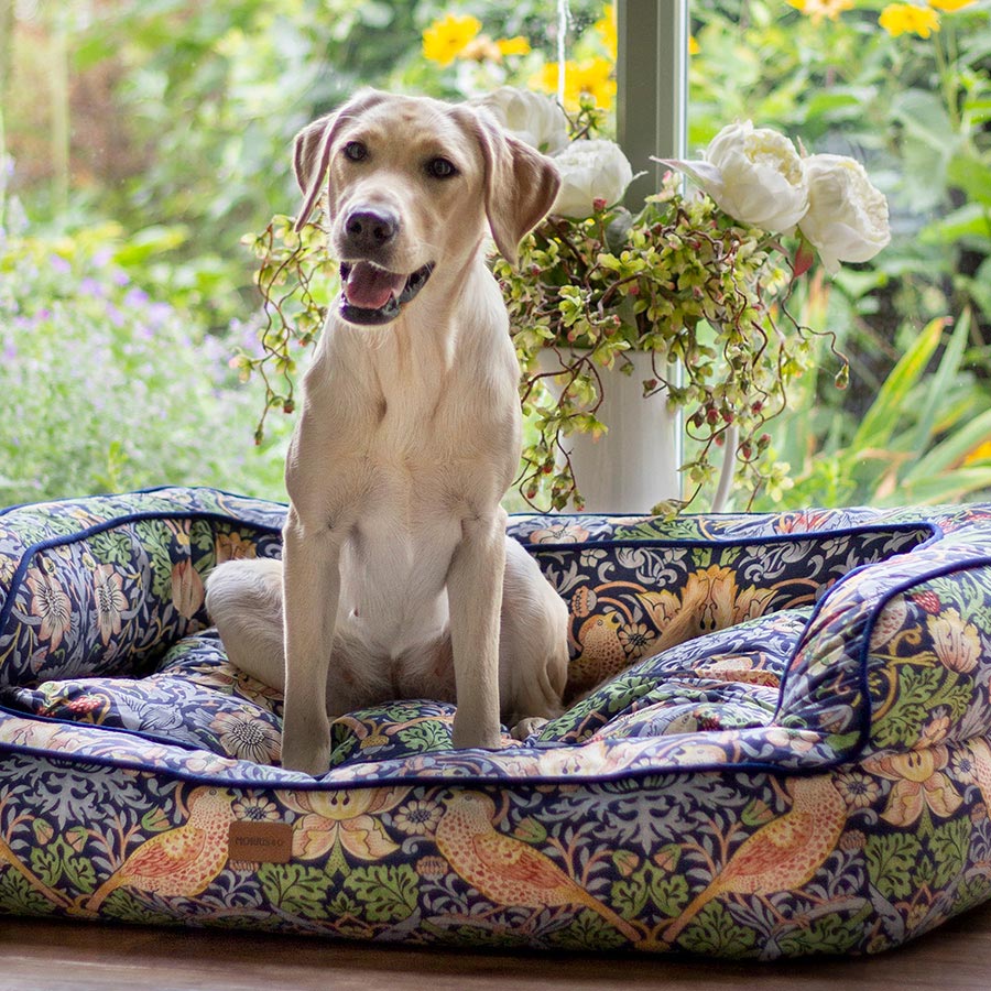 William Morris Strawberry Thief Pet Sofa
