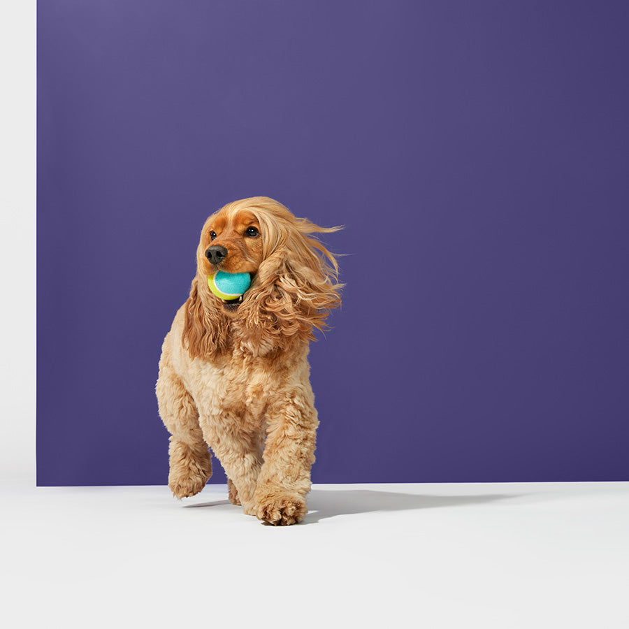 Pets at Home Squeaky Tennis Ball Dog Toy 3 Pack