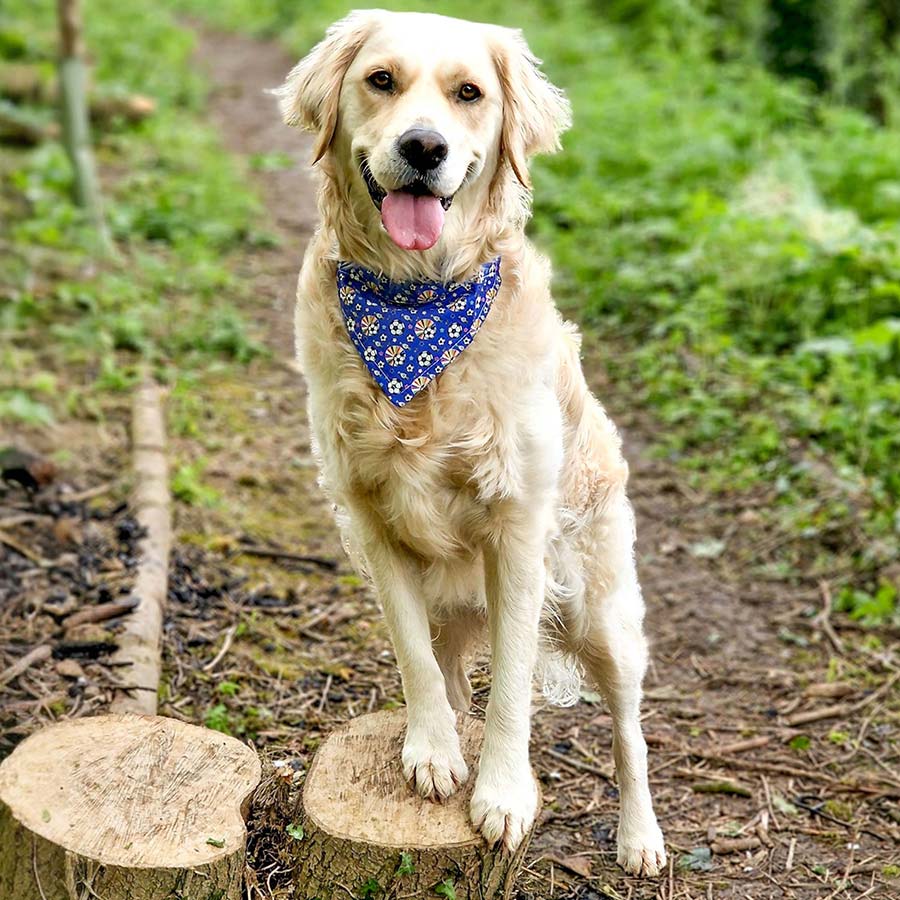 Franky's Bowtique Football Print Pet Bandana Blue