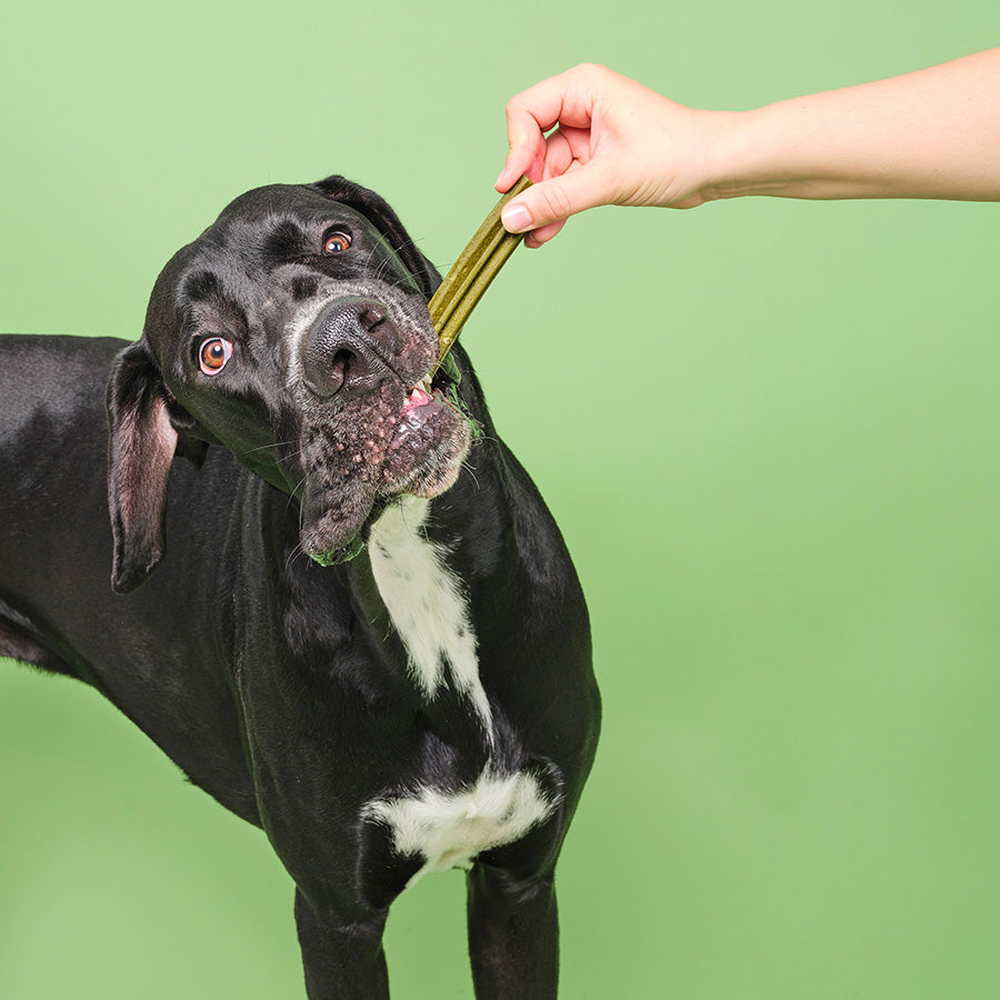 Pooch and Mutt Superfoods Dental Stick Dog Treats 251g 7 Pack