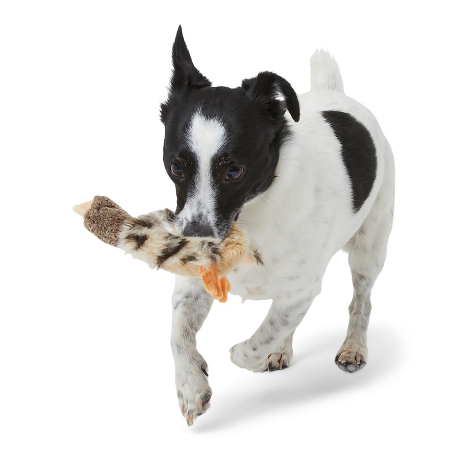 Wainwright's Instinct Mini Duck & Goose Flattie Duo Dog Toys