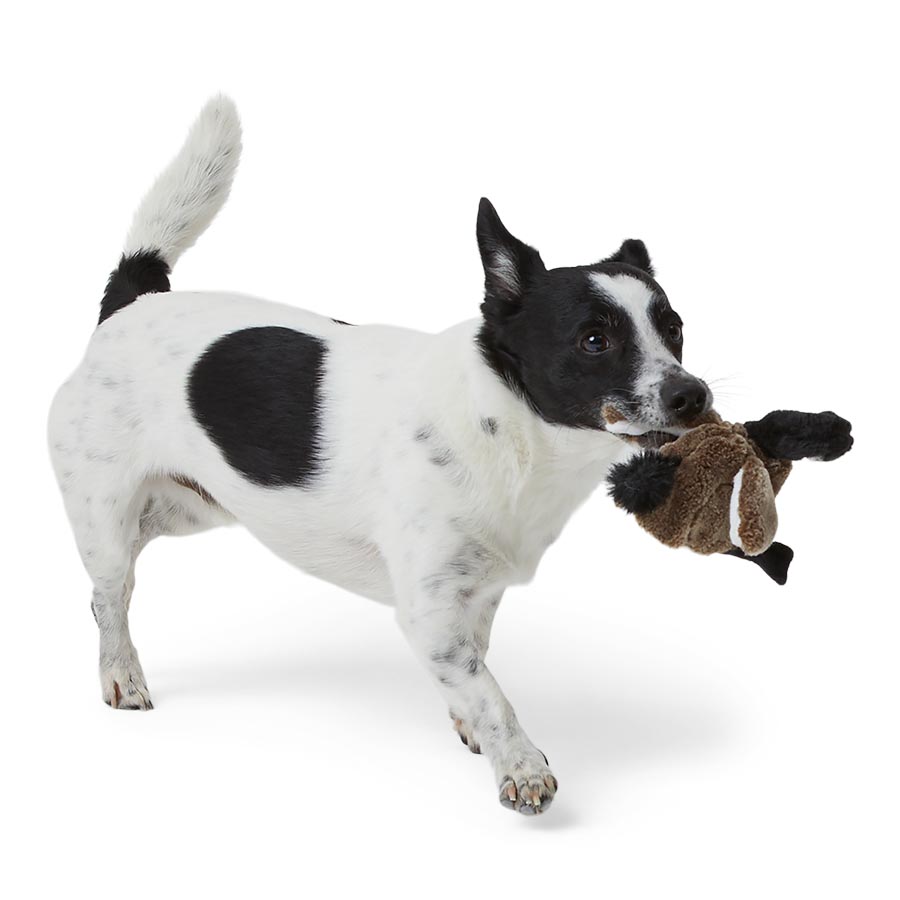 Wainwright's Instinct Mini Duck & Goose Flattie Duo Dog Toys