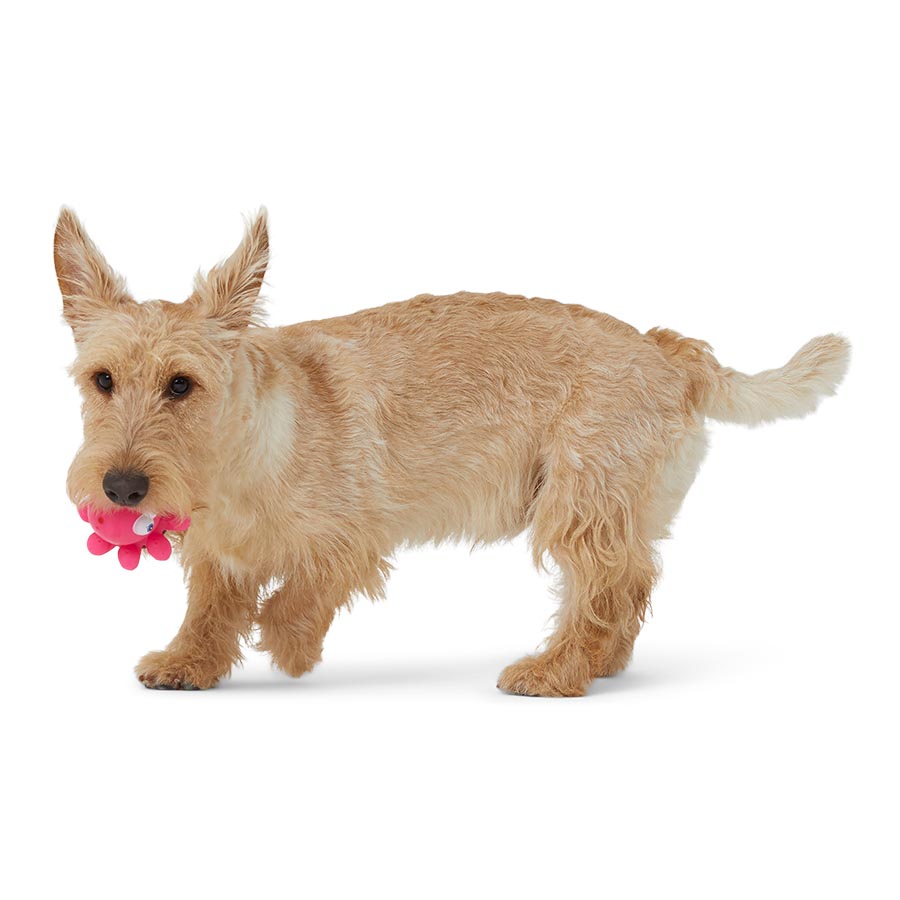 Pets at Home Sea Creature Vinyl Dog Toy Assorted