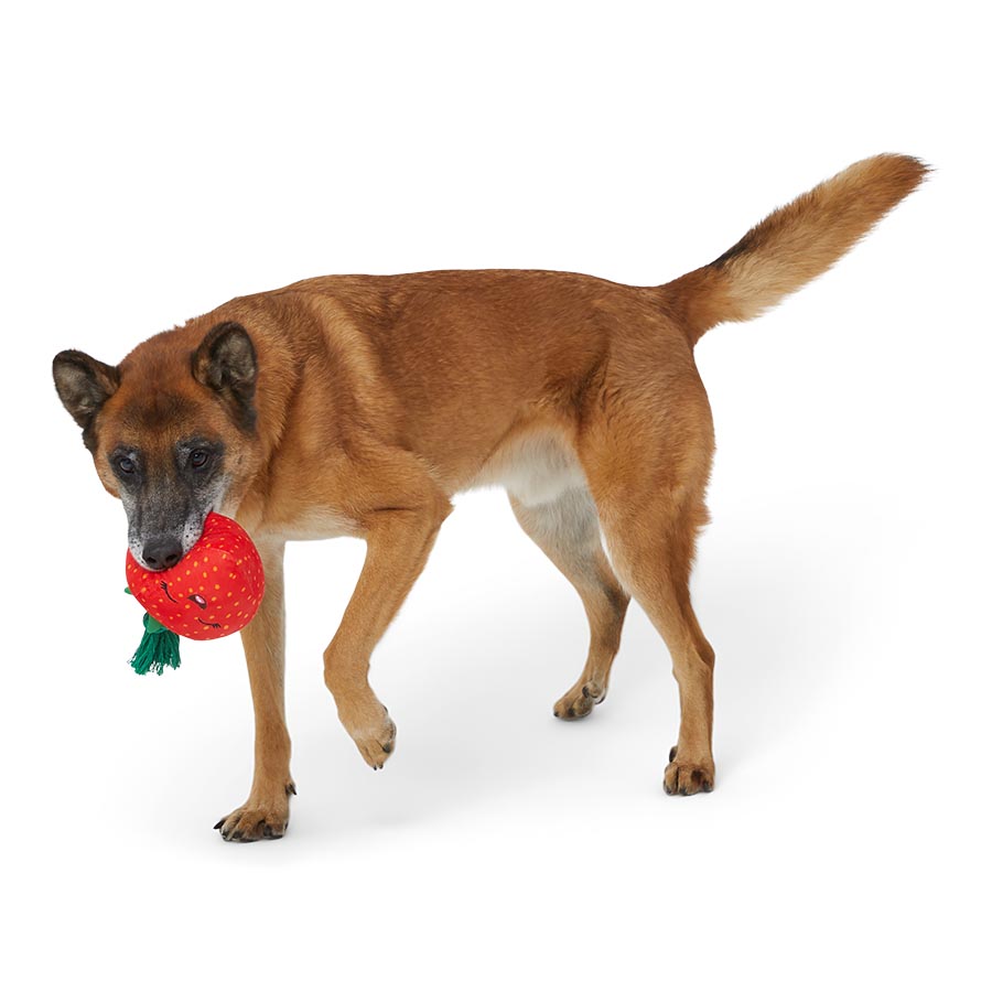 Pets at Home Sassy Strawberry Squeaky Dog Toy